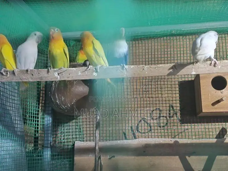 African Love Birds
