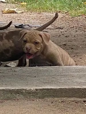 American Bully