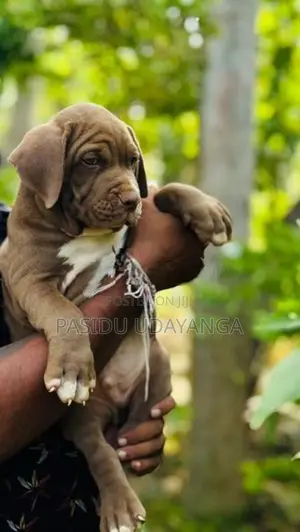 American Bully