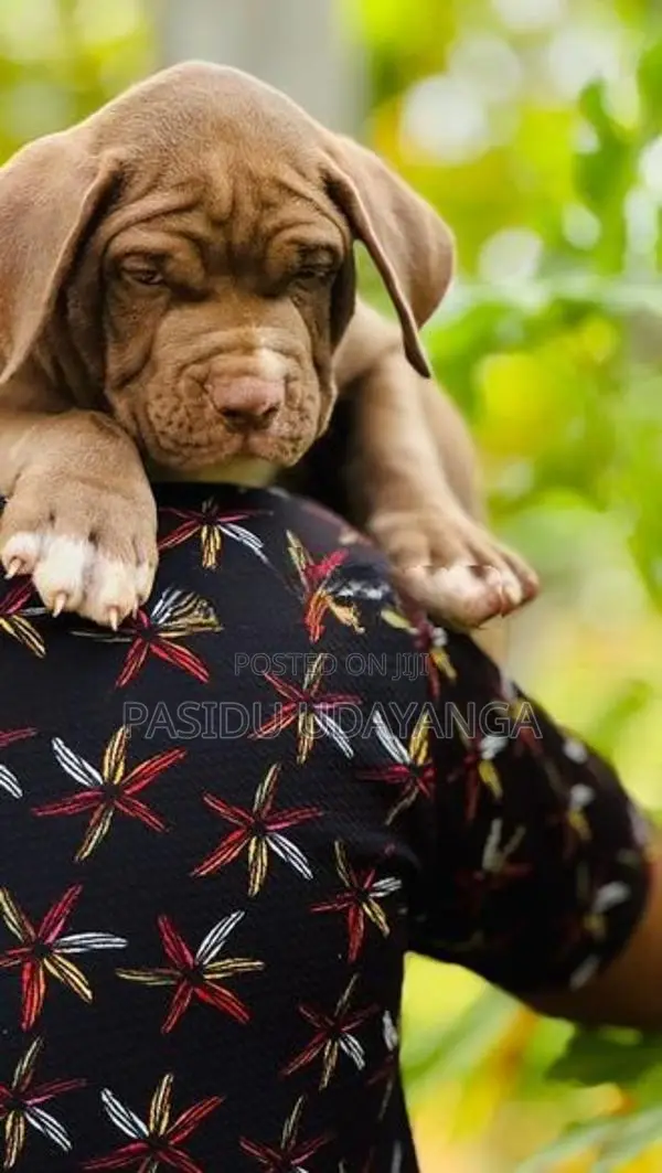 American Bully