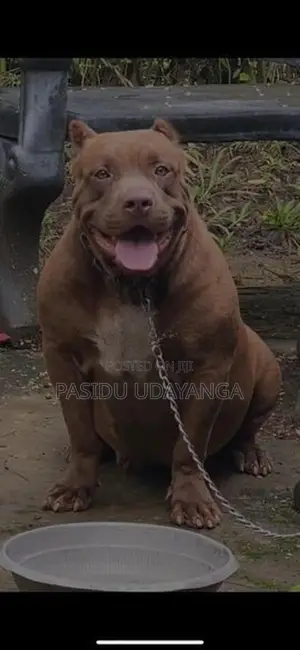 American Bully