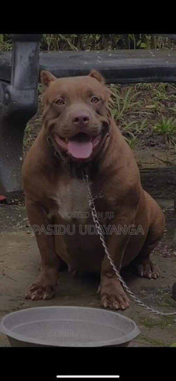 American Bully