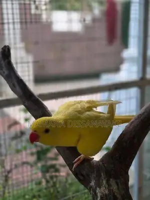 Ring Neck Bird