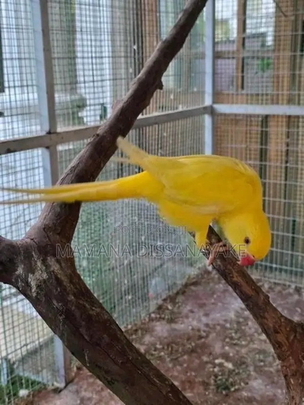Ring Neck Bird
