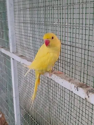 Ring Neck Bird