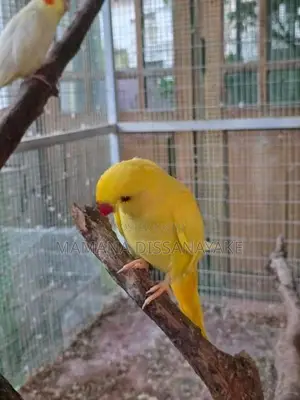Ring Neck Bird