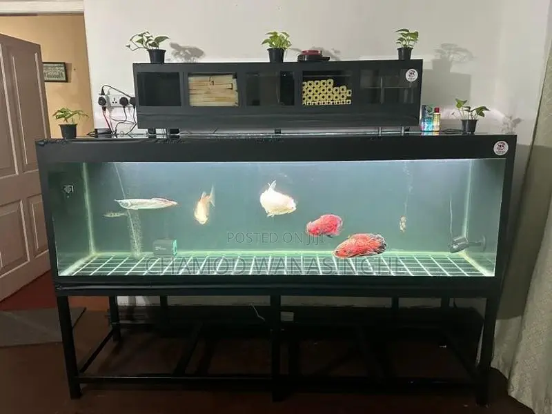 Fish Tank