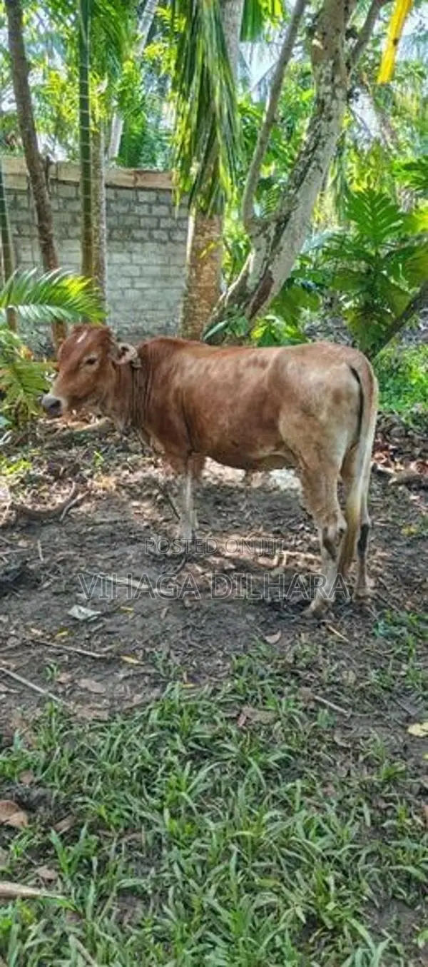 Farm Cow
