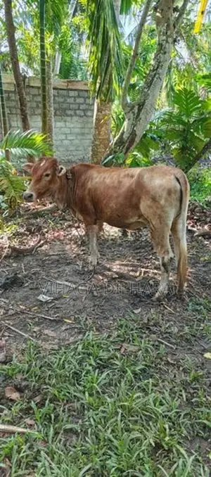 Farm Cow