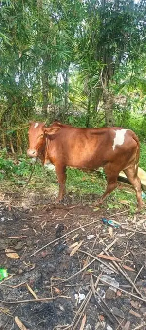 Farm Cow