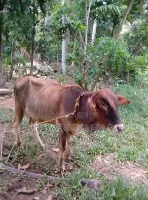 Farm Cow