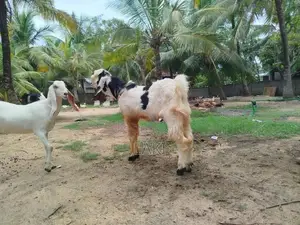 Jamuna Pari