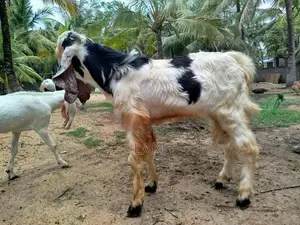 Jamuna Pari