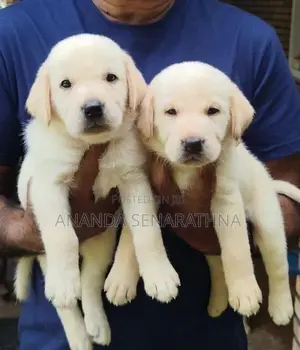 Labrador Puppies