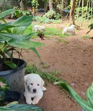 Labrador Puppies