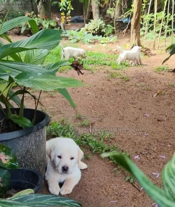 Labrador Puppies