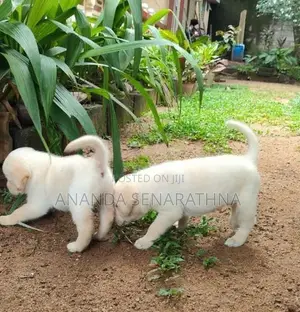 Labrador Puppies