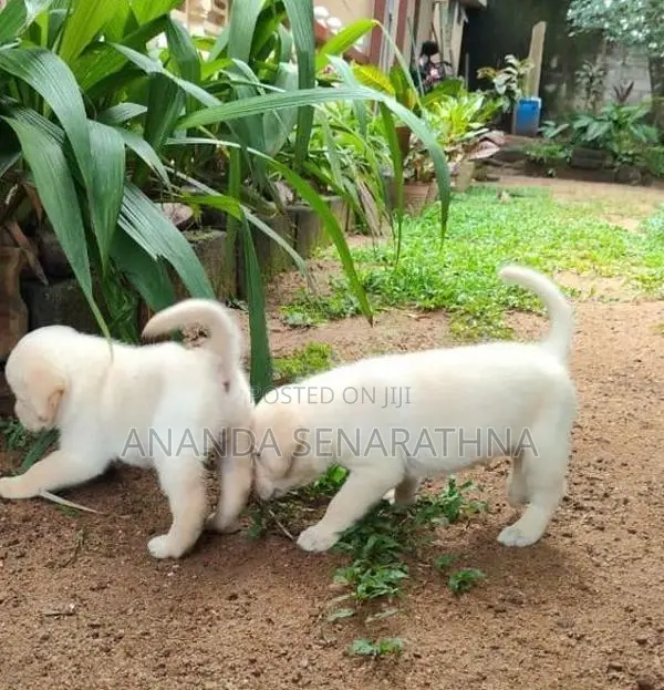 Labrador Puppies