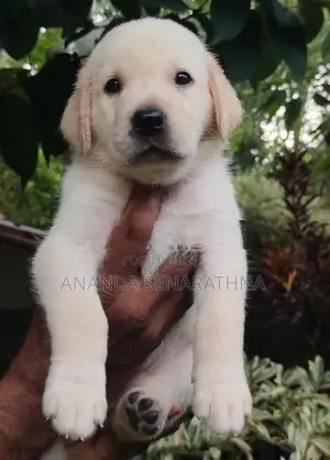Labrador Puppies