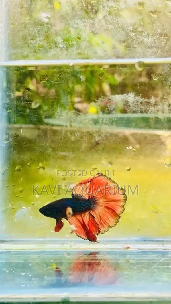 Fighter Fish ( Betta )