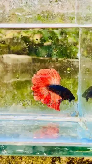 Fighter Fish ( Betta )