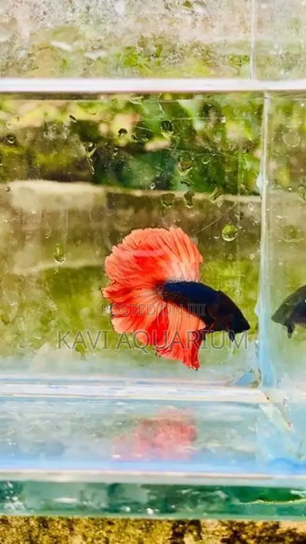 Fighter Fish ( Betta )