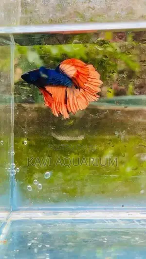 Fighter Fish ( Betta )