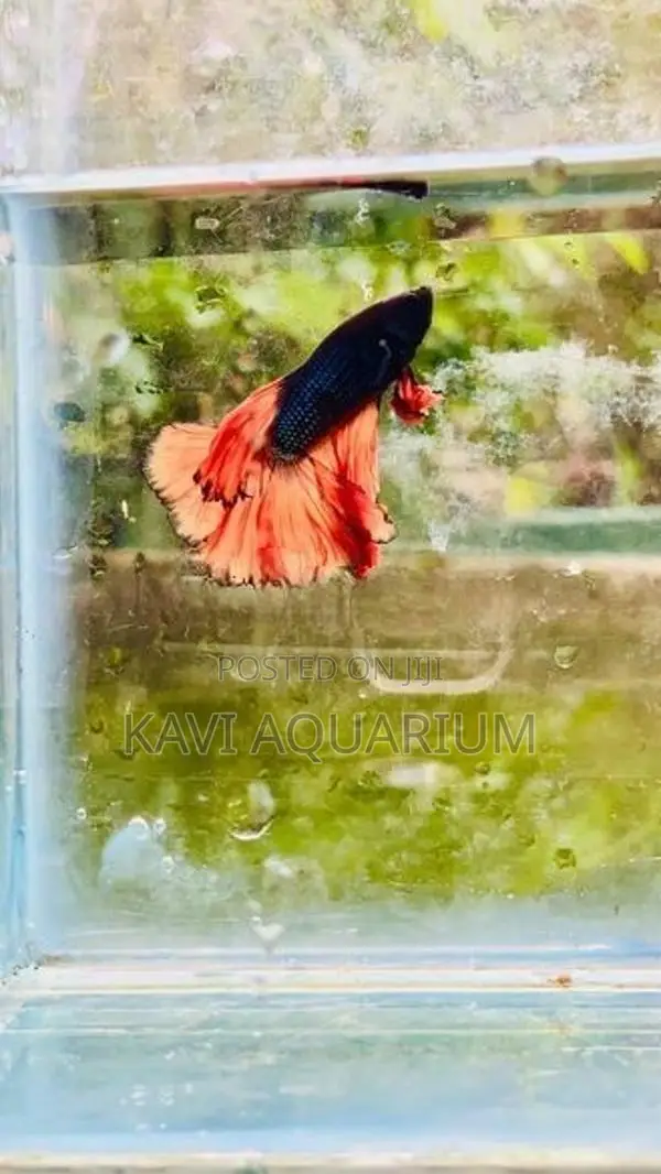 Fighter Fish ( Betta )