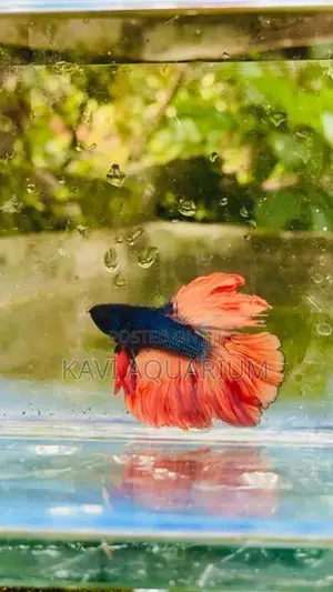Fighter Fish ( Betta )