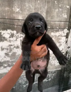Labrador Puppies
