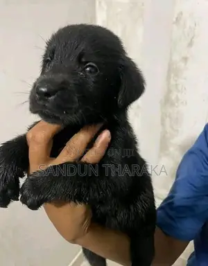 Labrador Puppies