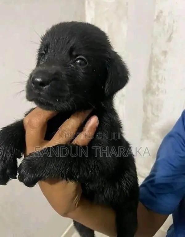 Labrador Puppies