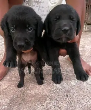 Labrador Puppies