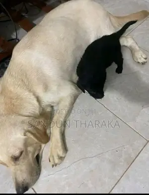 Labrador Puppies