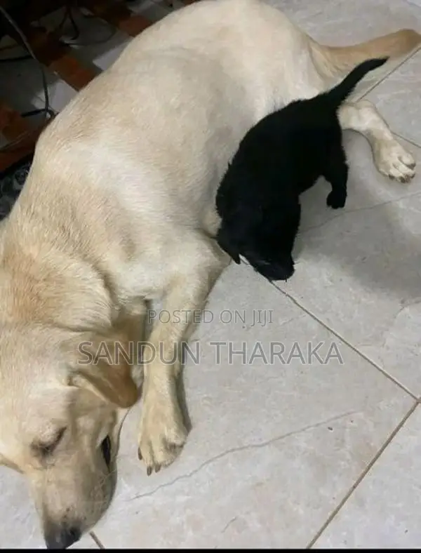 Labrador Puppies