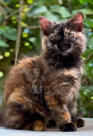 Pure Persian Kitten