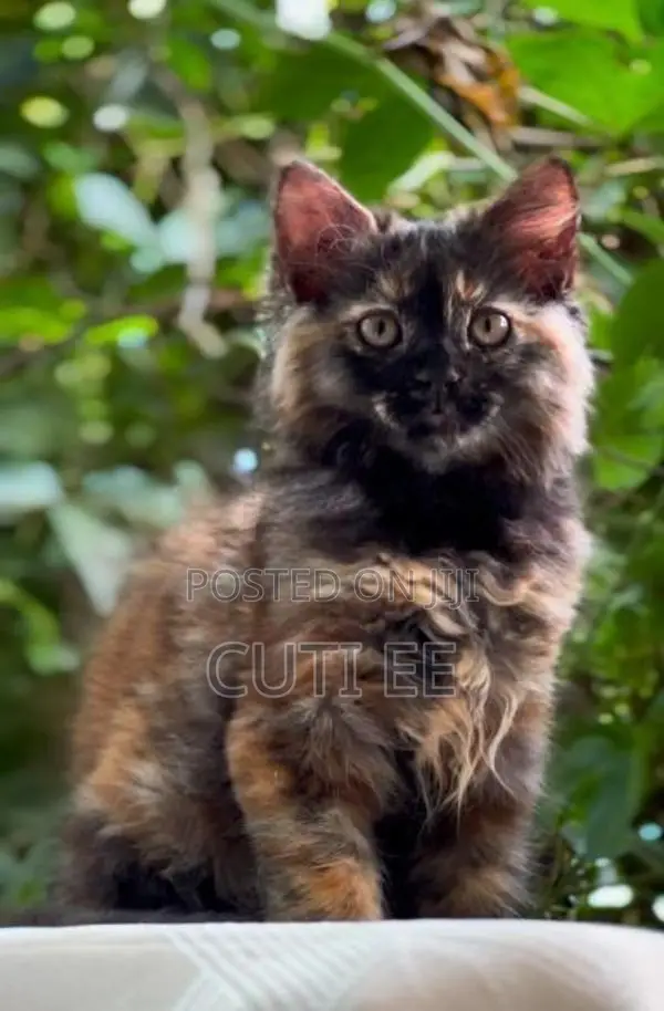 Pure Persian Kitten