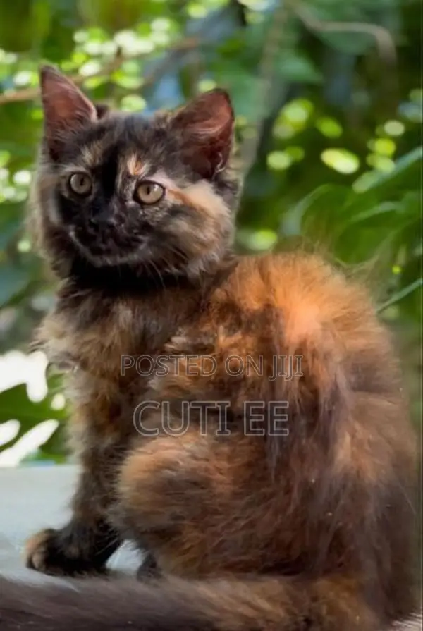 Pure Persian Kitten