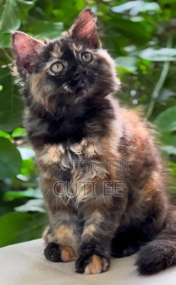 Pure Persian Kitten