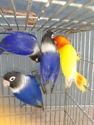 African Lovebirds