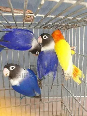 African Lovebirds