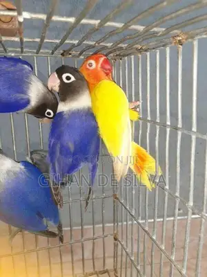 African Lovebirds