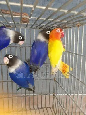 African Lovebirds