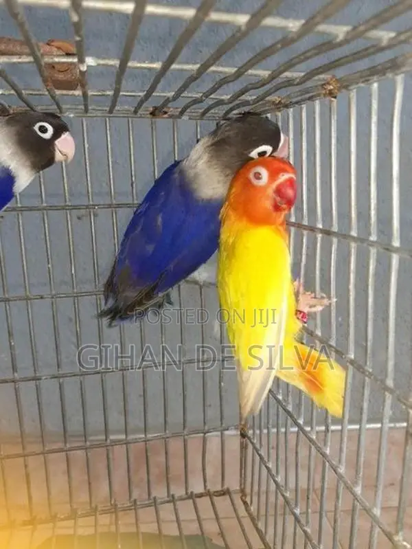 African Lovebirds