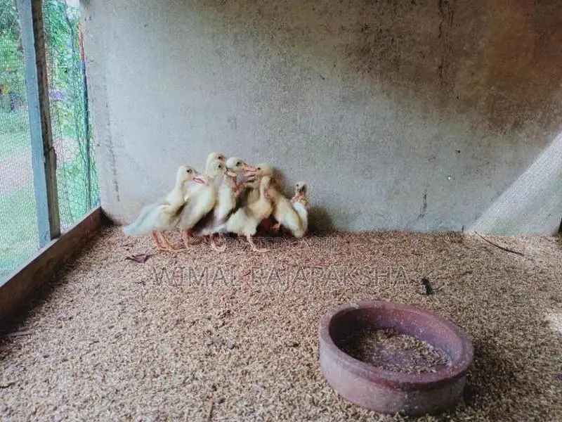 තාරා පැටවුන්