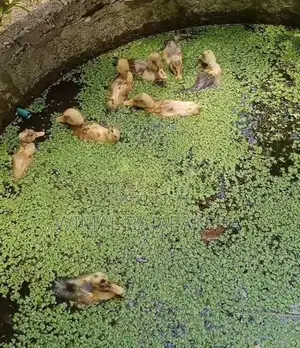 තාරා පැටවුන්