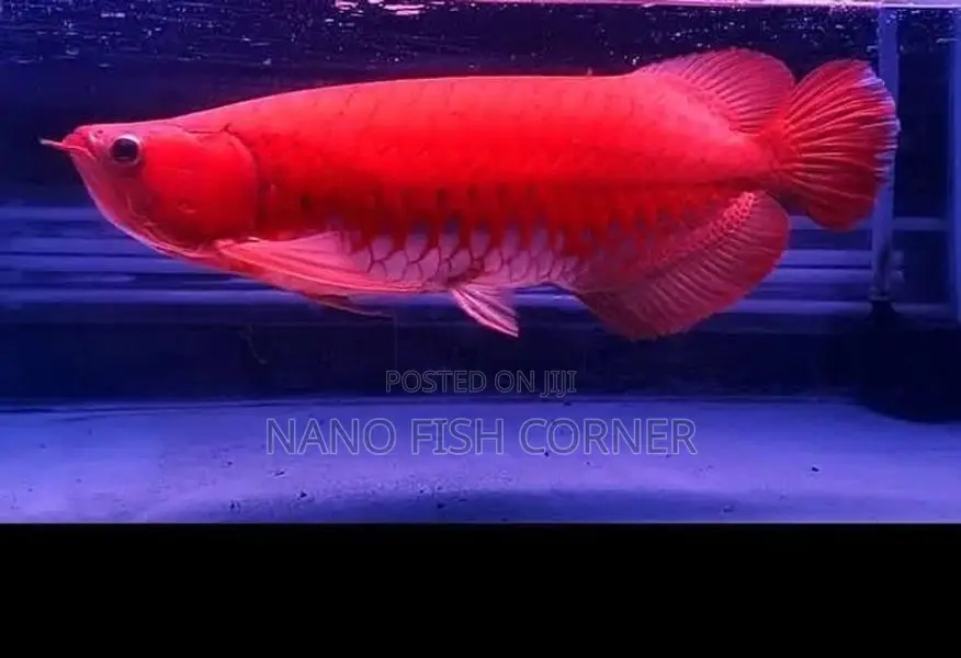 Super Red Arowana