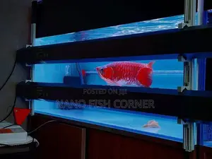 Super Red Arowana