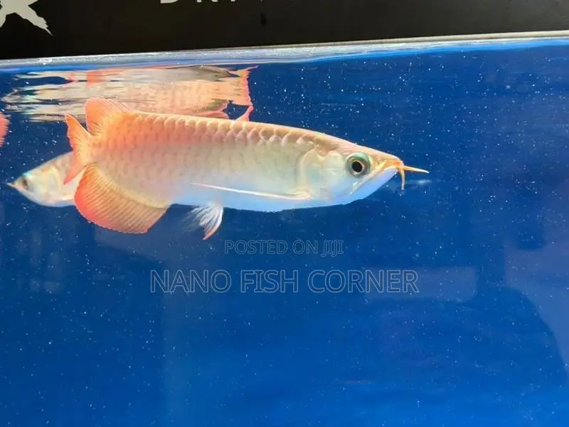 Super Red Arowana
