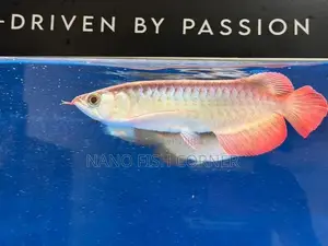 Super Red Arowana